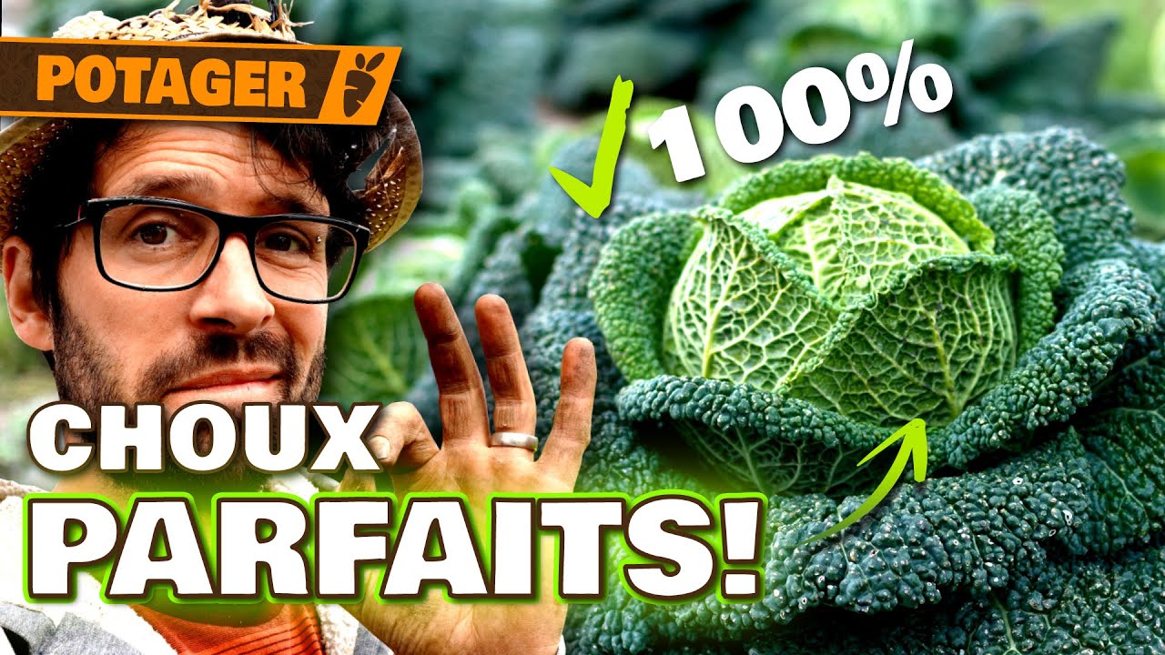 👉 CHOUX PARFAITS : Astuces simples pour une r&eacute;colte 100% r&eacute;ussie !