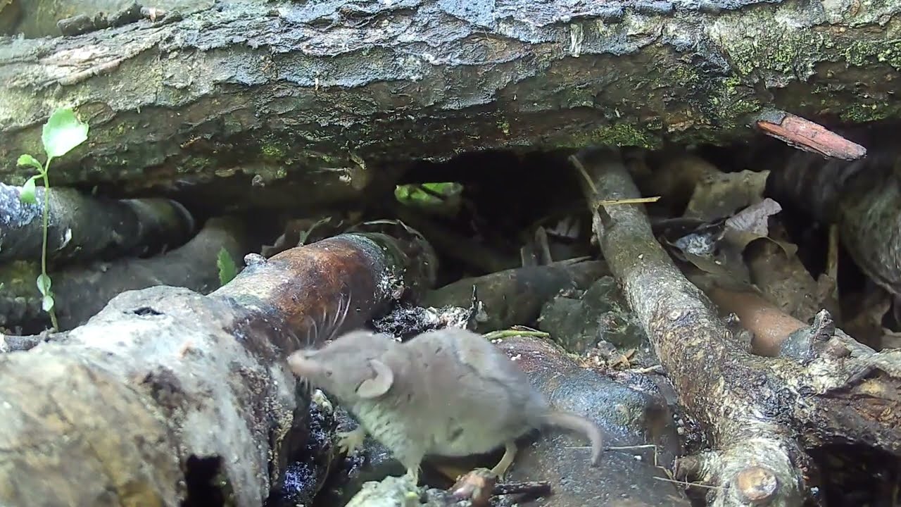 GARTENSPITZMAUS,  Lesser White-toothed Shrew , Crocidura suaveolens