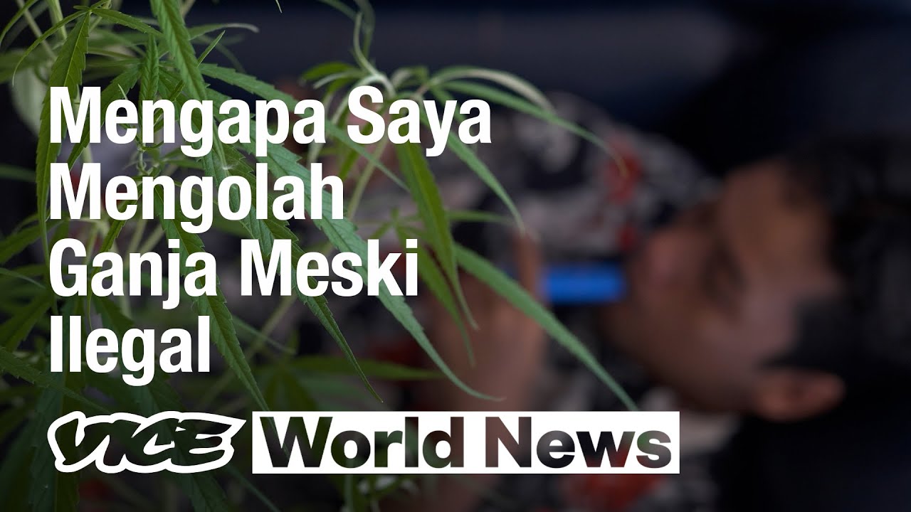 Problematika Legalisasi Ganja di Thailand
