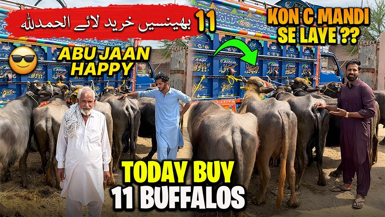 Alhumdulillah ❤️ Waqar Bhinder Buy 11 Buffalo's 🐃😍 | ابو جان دیکھ کے خوش ہو گئے ماشاءاللہ