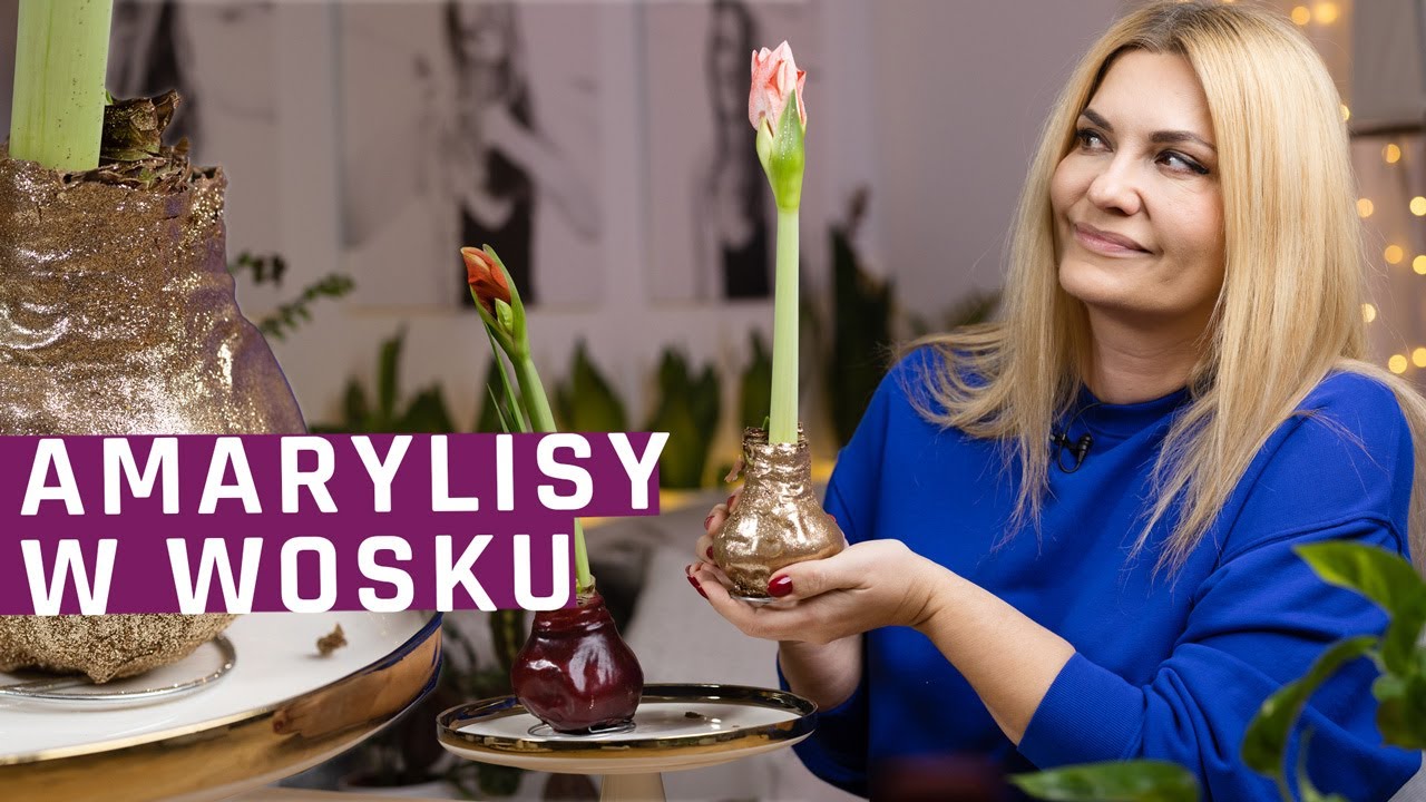 Woskowane cebule  - HIT czy KIT? Jak to działa? Amarylis