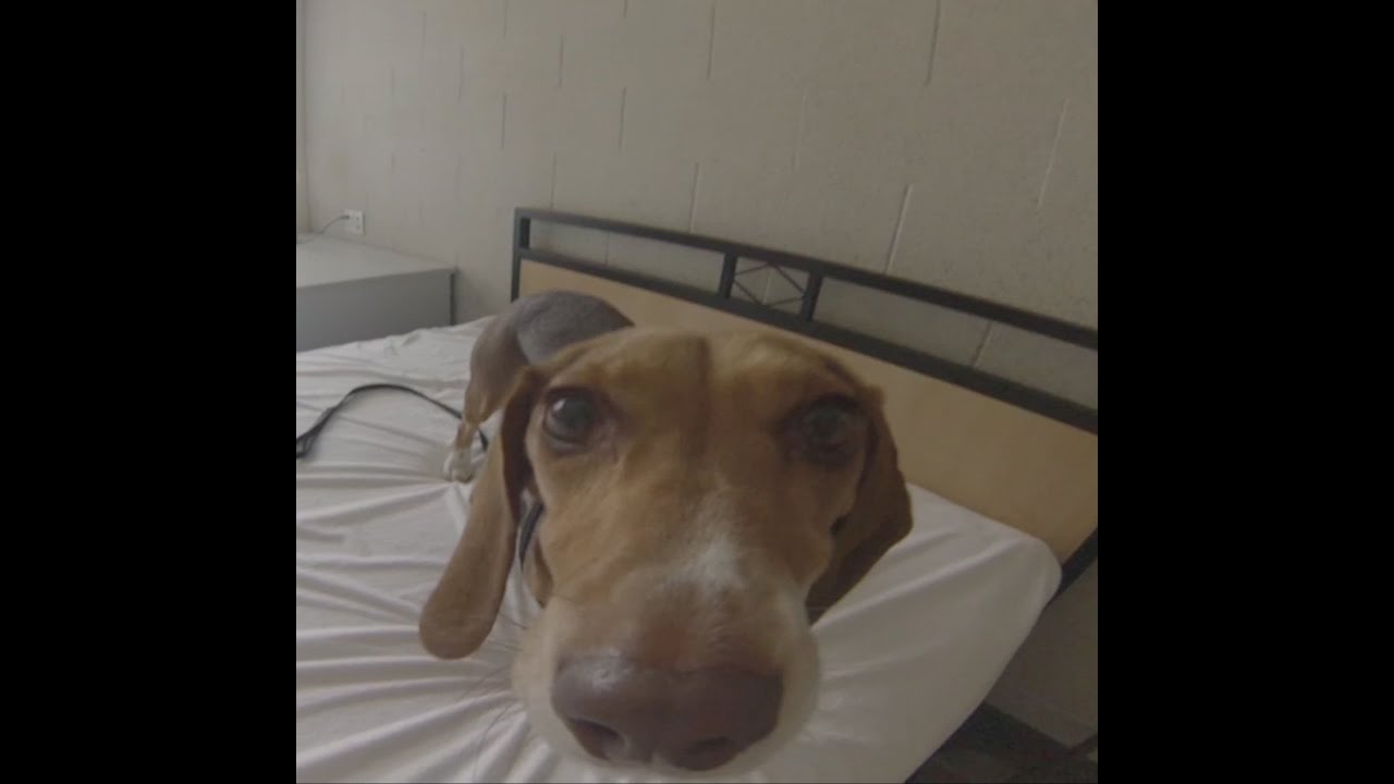 Toronto Bed Bug Dog Detection | Greenleaf TV | (416) 998-9473
