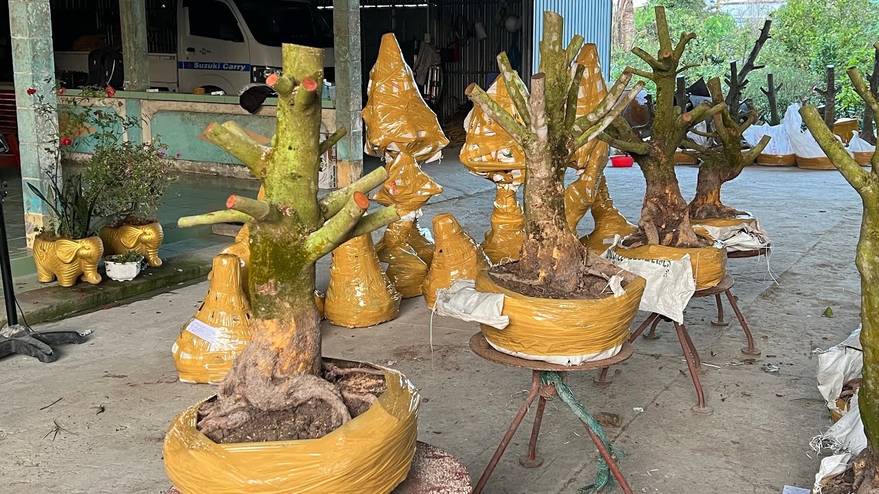 08/03/2026.Lhe 0967688750 (nhàn).giao lưu mai vàng