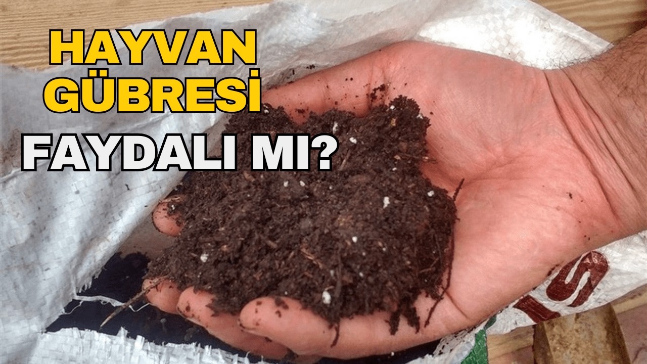 Hayvan Gübresinin Özellikleri, Faydaları, Organik Tarımda Kullanımı! Hayvan Gübresi Kullanmalımıyız?
