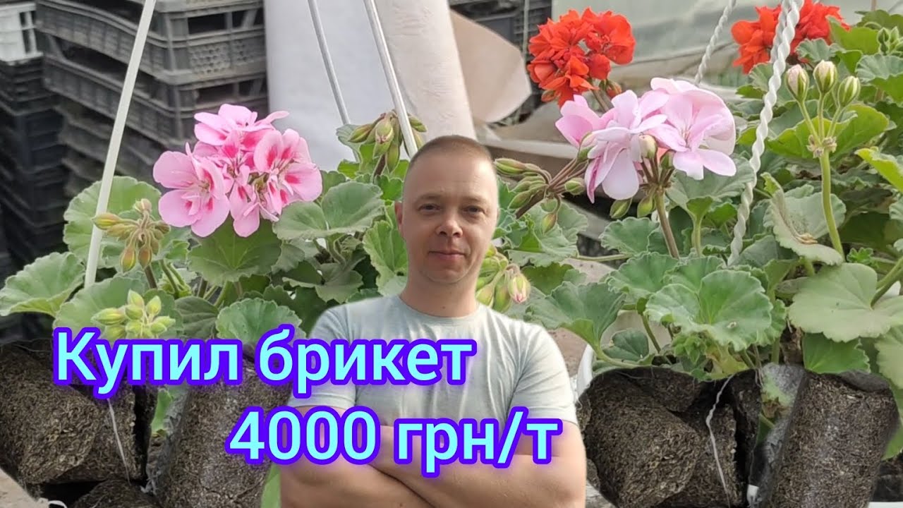 Купил дешёвые брикеты. Герани снова красивые