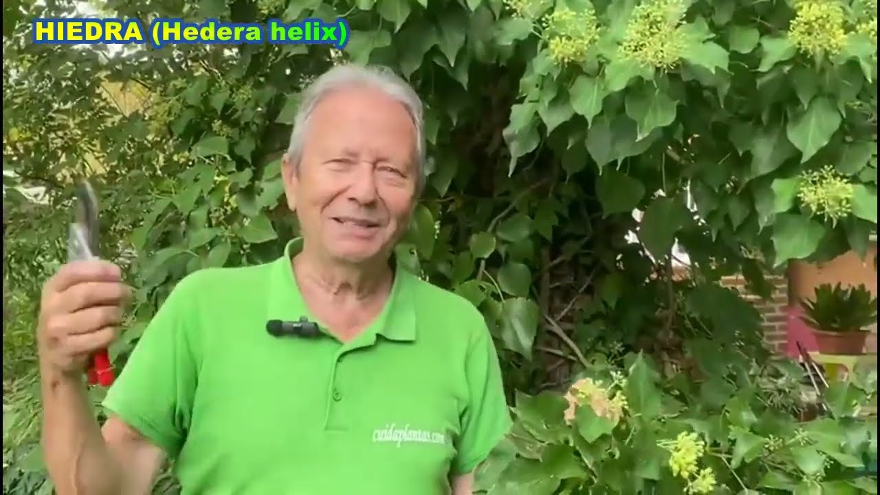 HIEDRA, TREPADORA EN FLOR