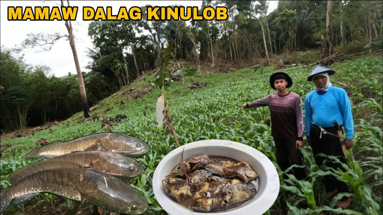 KINULOB NA DALAG RECIPE NI TATAY 🌾PAGAMAS NG MAISAN KASAMA NATIN MASIPAG NATIN KAIBIGAN 