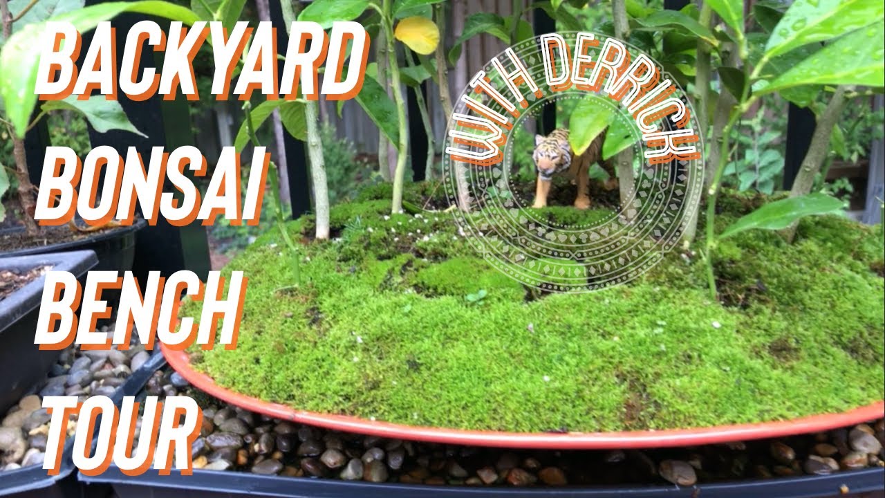 Backyard Bonsai Bench Tour... with Toronto Bonsai Society member Derrick
