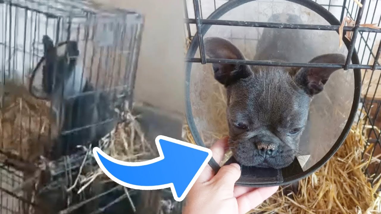 Breeders Left Her in a Cage for Months and She Had Serious Disease