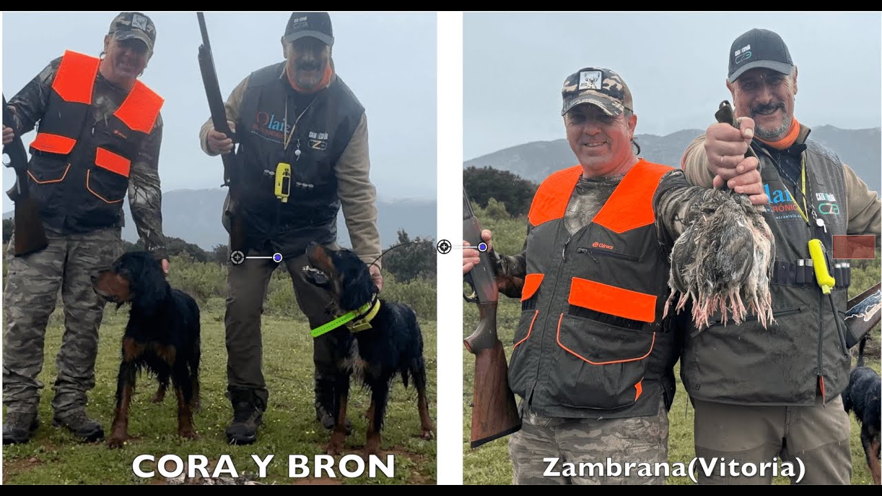 Los Setter Gordon, Kora y Bron a codornices en su primer encuentro en Zambrana -Vitoria-.