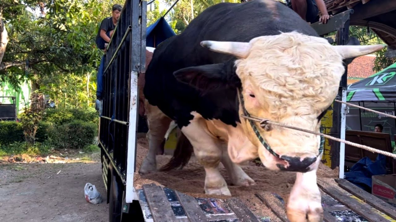 PROSES MUAT SAPI MONSTER NAIK TRUK OLENG BOIS‼️