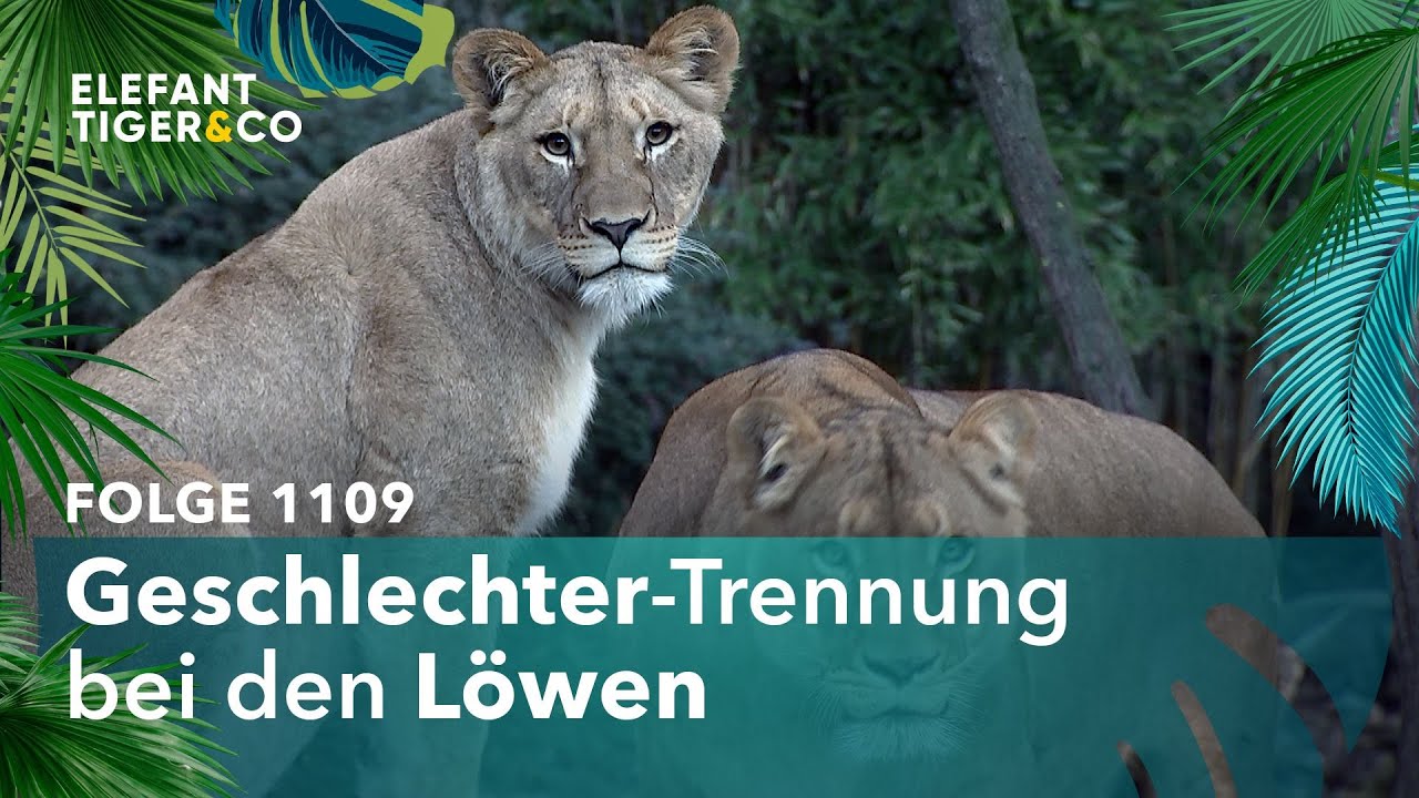 Leipziger Löwen im Wechselbetrieb (Folge 1109) | Elefant, Tiger & Co. | MDR