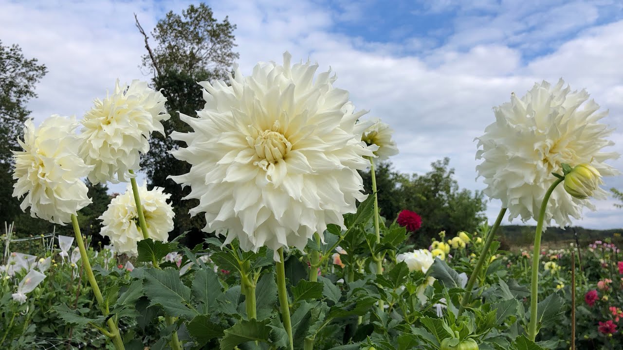 The exhibition dahlias are showing colour but do I have them timed right for the shows.