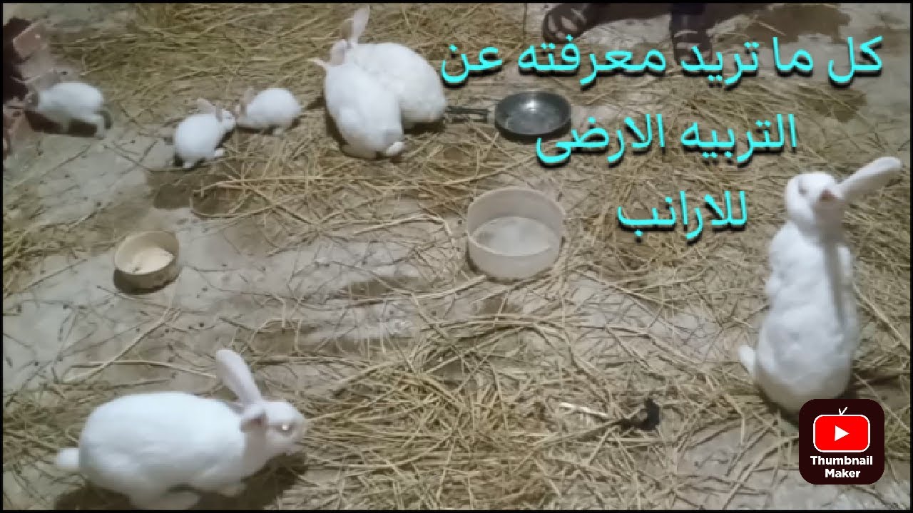 المختصر المفيد في تربية الارانب على الارض# #Useful manual on raising rabbits on the ground
