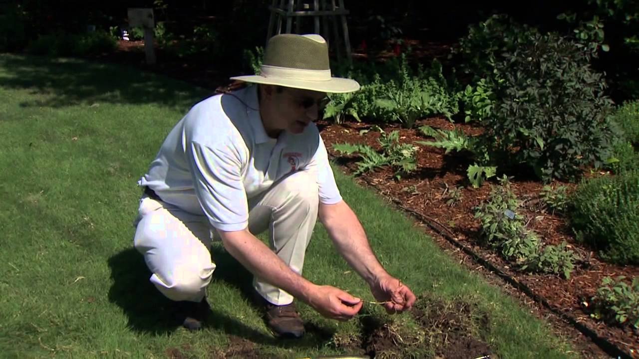 Considering Buffalograss