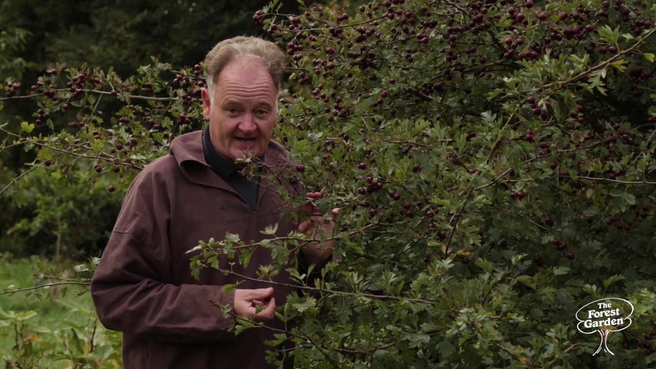 Medicinal Benefits of Hawthorn in The Forest Garden