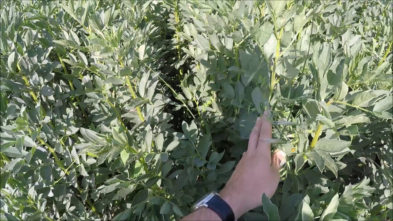 Moisson 2019  Féverole et vesce compte à rebours