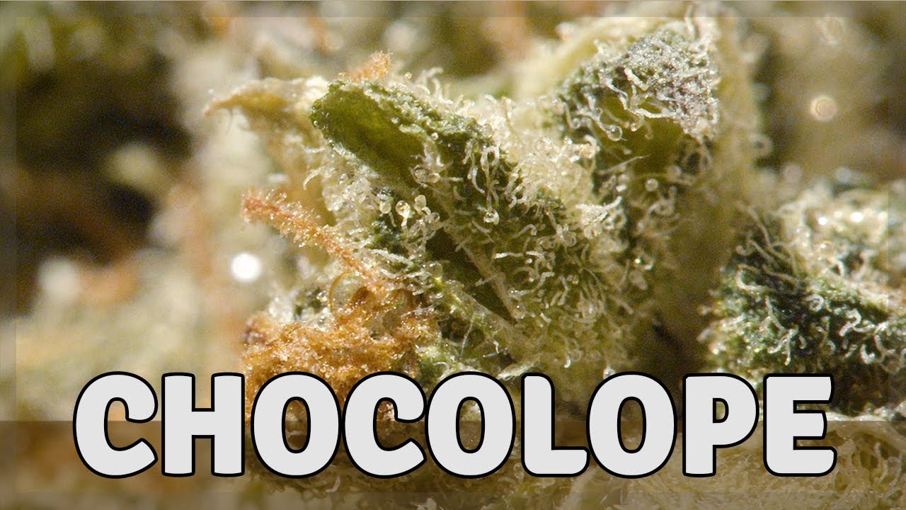 CHOCOLOPE - Sativa - THC 15%