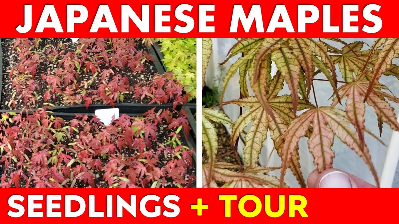 Japanese Maple Tree Seedlings Spring Update + Tree Tour