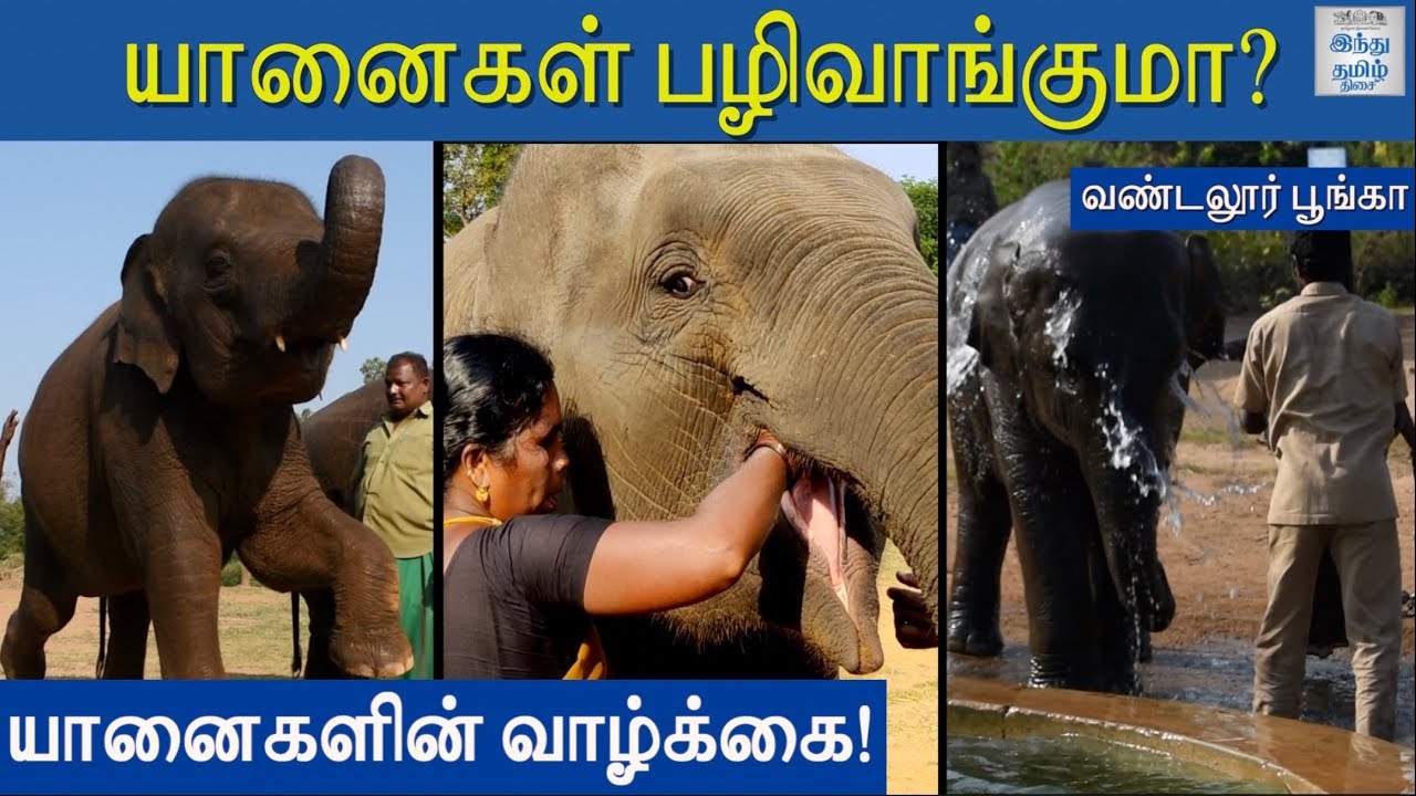 Story of Zoo Elephants! A day with Zoo Elephants! | Life of Elephants | Vandalur Zoo | Hindu Tamil
