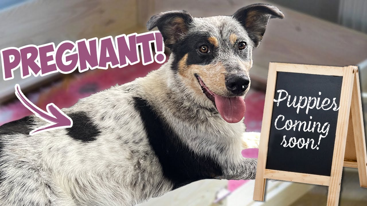 We're Fostering A PREGNANT DOG!