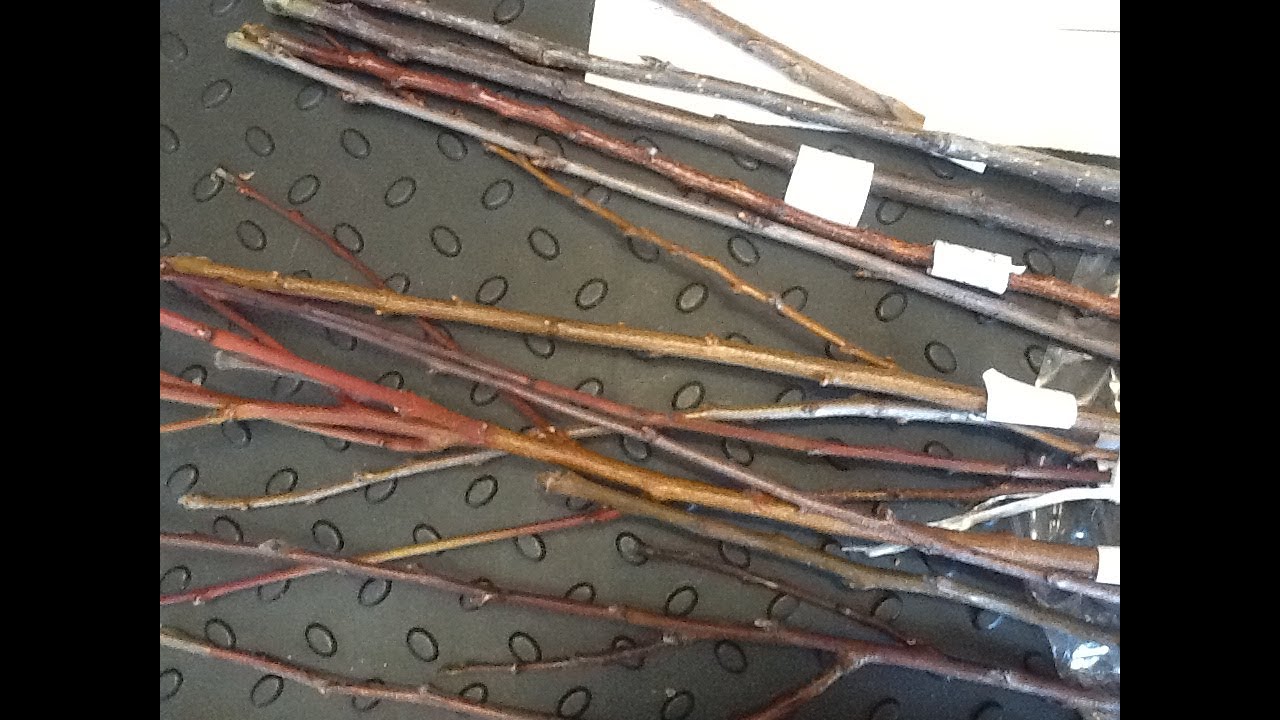 Распаковка посылки из агрофирмы 