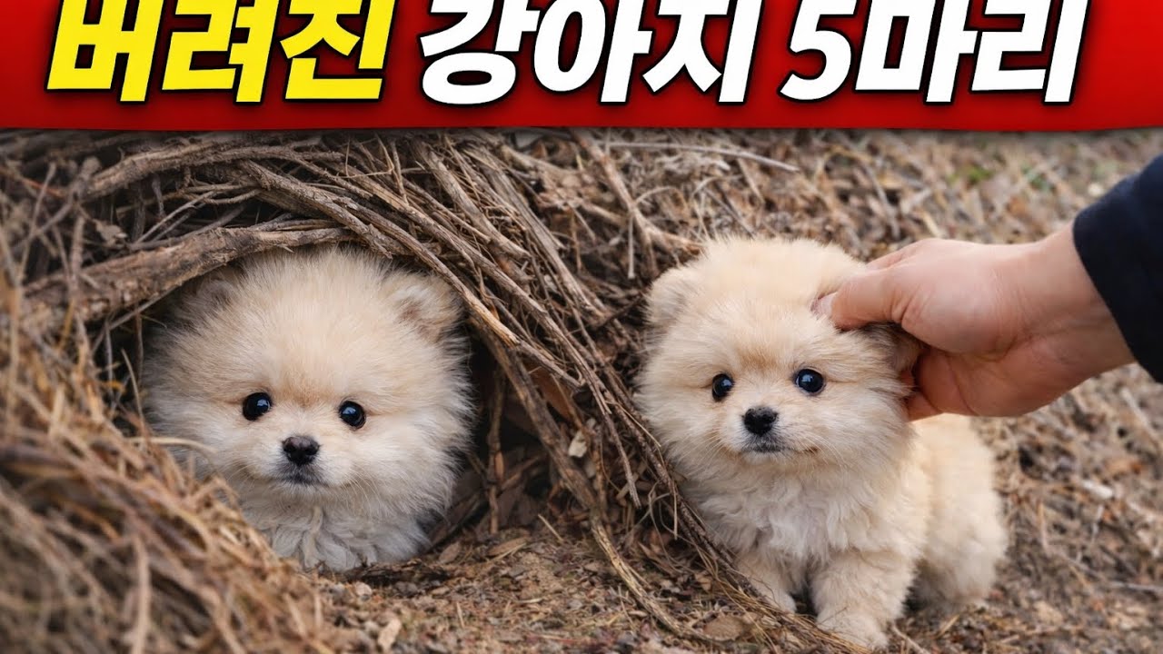 고갯길에 버려진 강아지 5마리… 결국 모두 구조했습니다