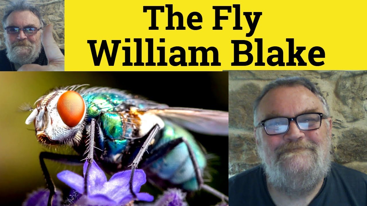 😎 The Fly by William Blake Analysis - The Fly by William Blake Summary
