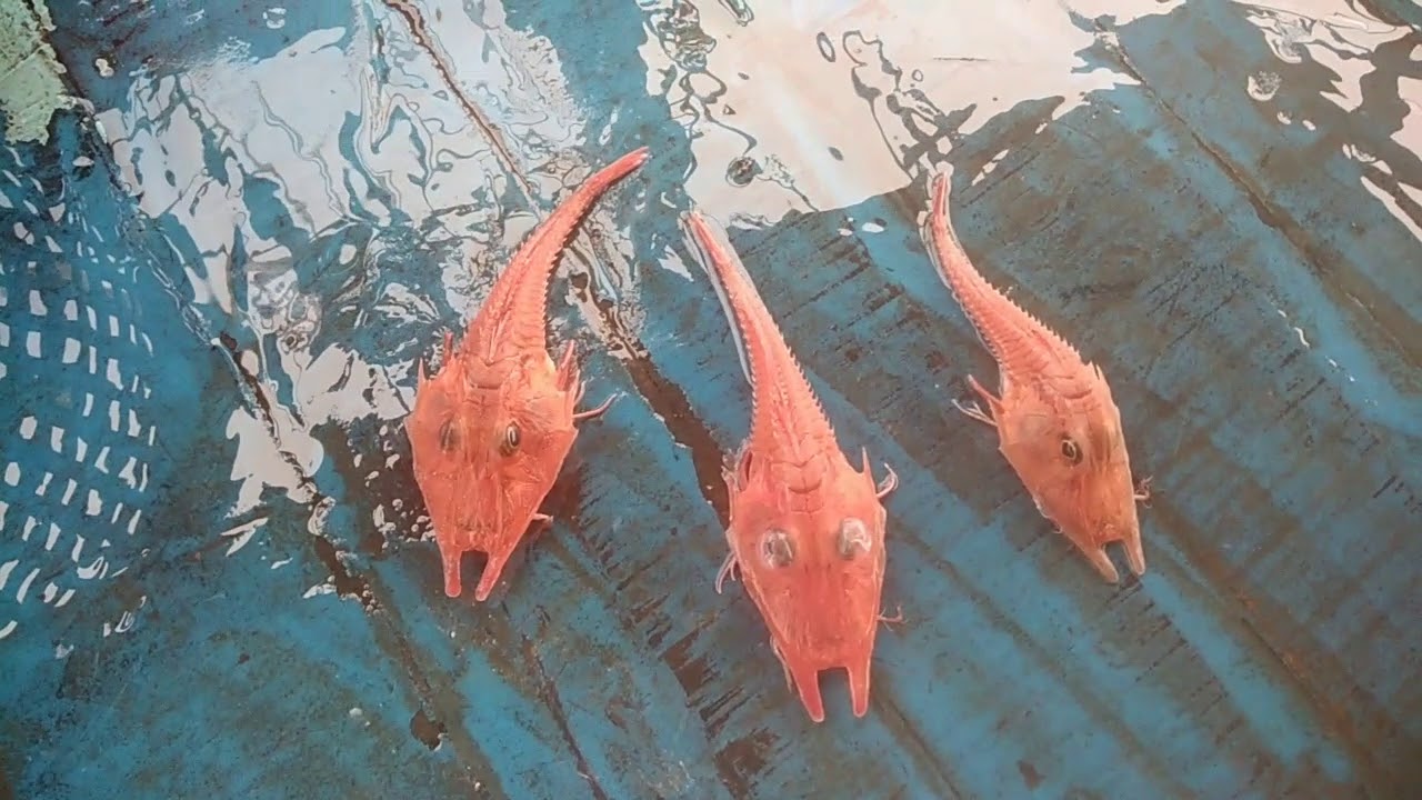 Amazing SNAILFISH like new species in ocean's terrifying depths