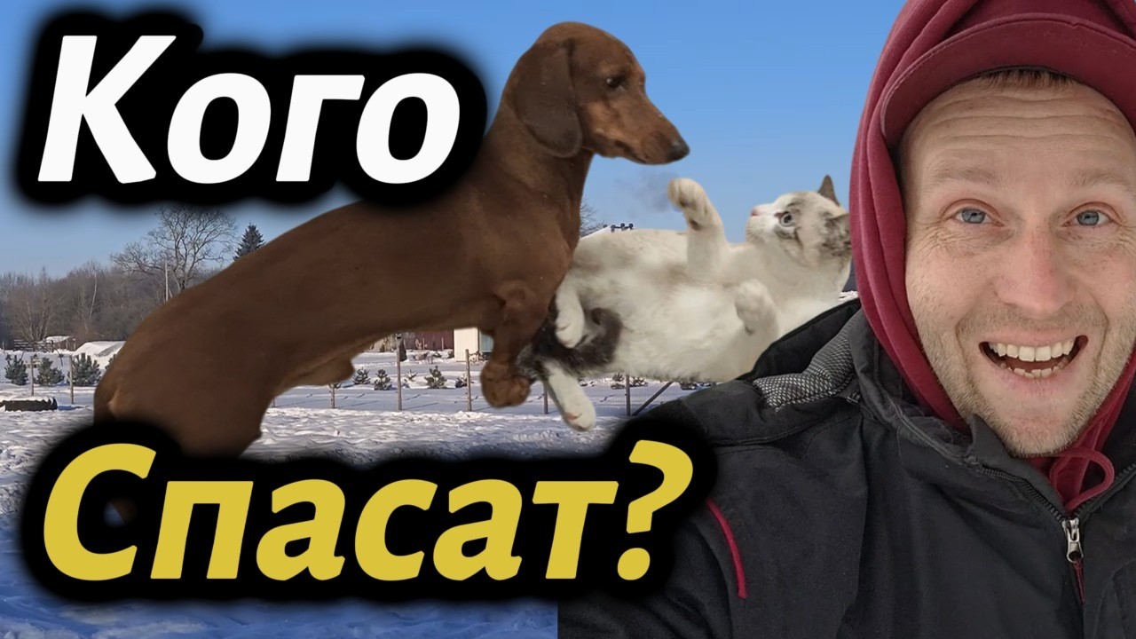 💯 Кого спасать? #зима #влог