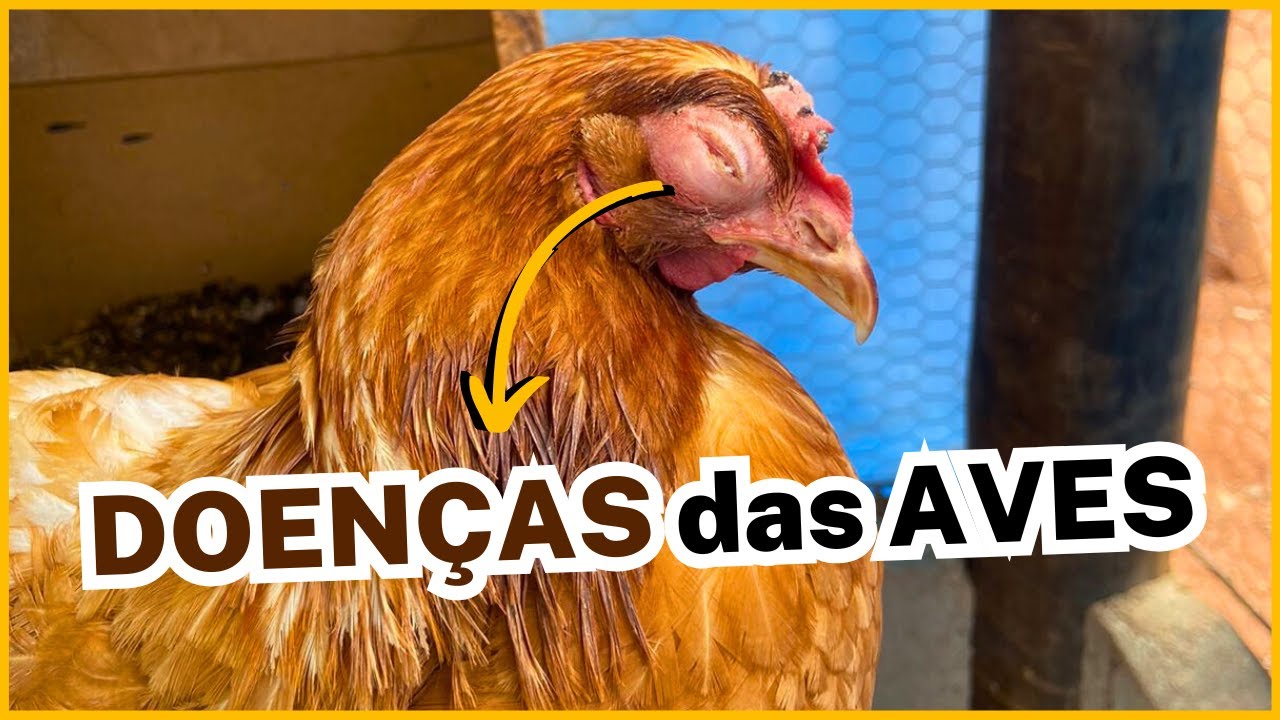PRINCIPAIS DOENÇAS das AVES: como controlar