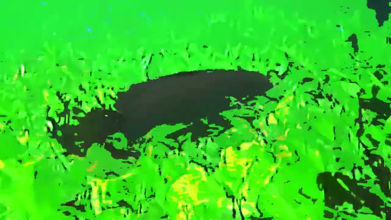 Floridada music video - Animal Collective