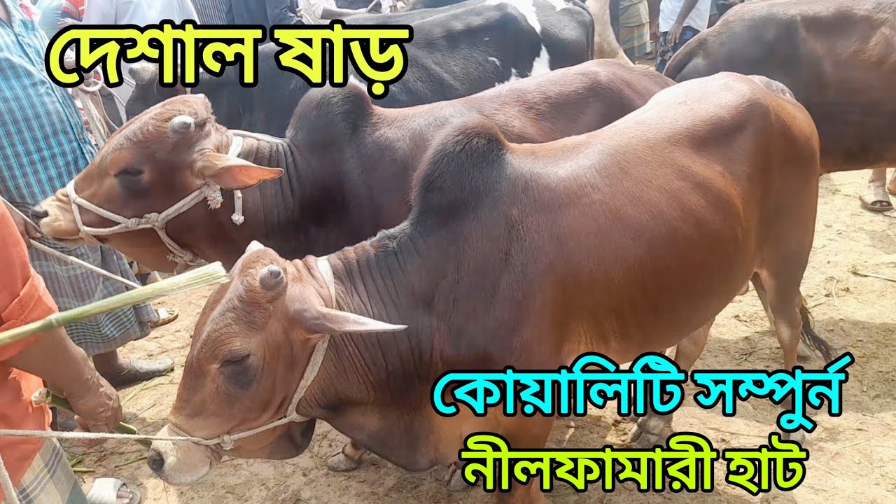 নীলফামারী গরু হাটে ঈদের জন্য সেরা মানের দেশাল ষাড় গরু প্রচুর আমদানি।  Dasi cow Nilphamari । 