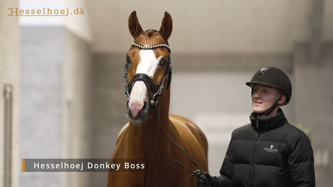 Hesselhoej Donkey Boss
