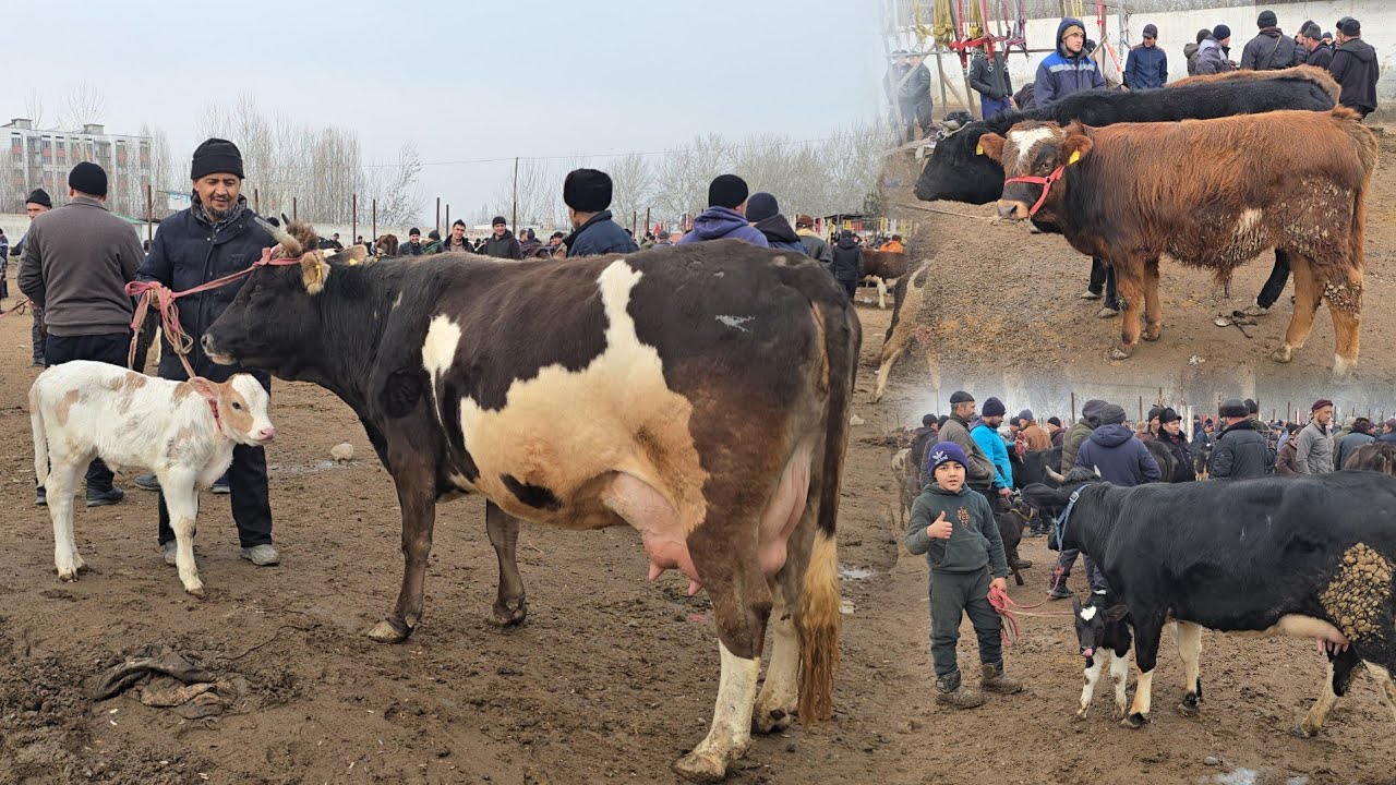 YOZYOVON MOL BOZORI BUGUN DAXSHAT BO'LDI 11 февраля 2026 г. 