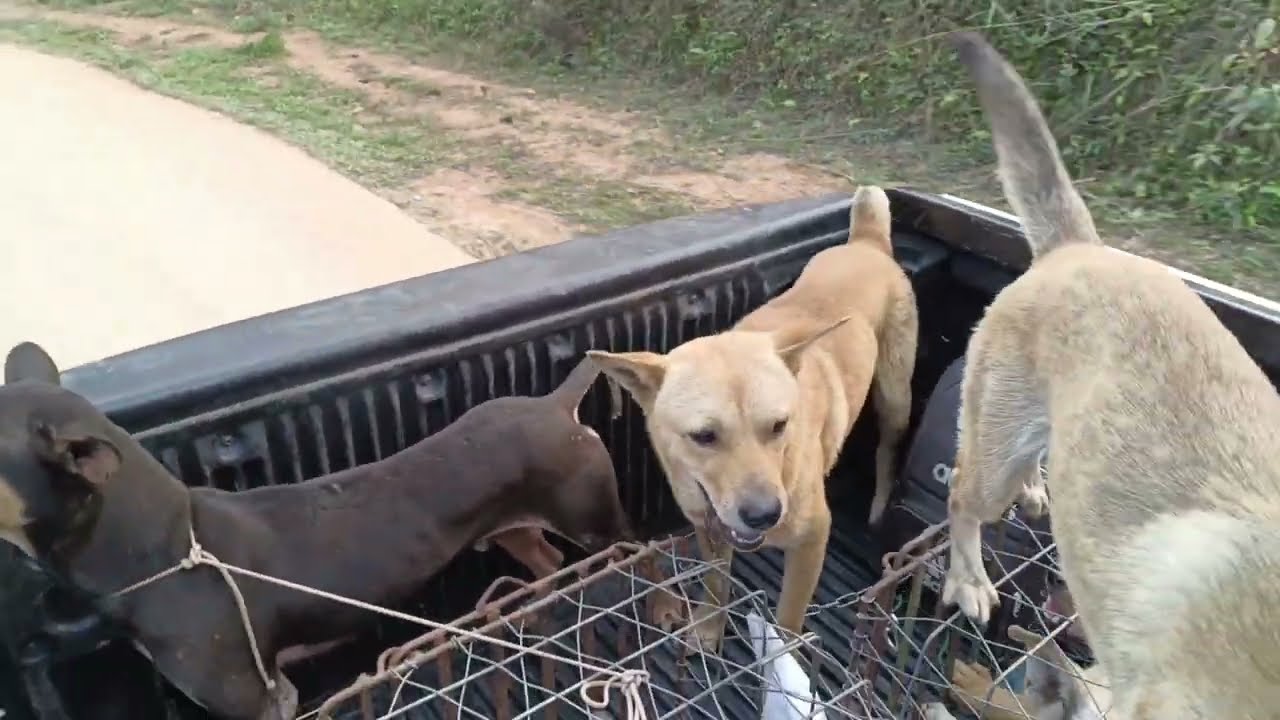 Đi săn Hiêu xổng cùng chó săn Tây Ninh