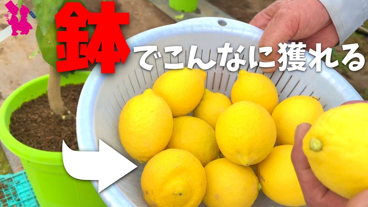 【レモン】鉢から実を収穫した後の春の作業(剪定・肥料・土増し)