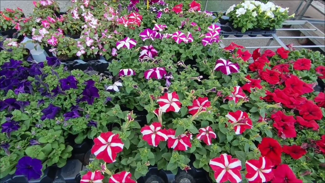 Fiera Primaverile🌸🌼💐🥀 Luserna San Giovanni