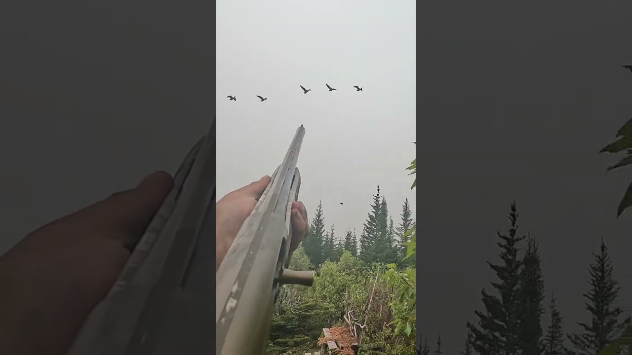 #goosehunting #browning maxus ll