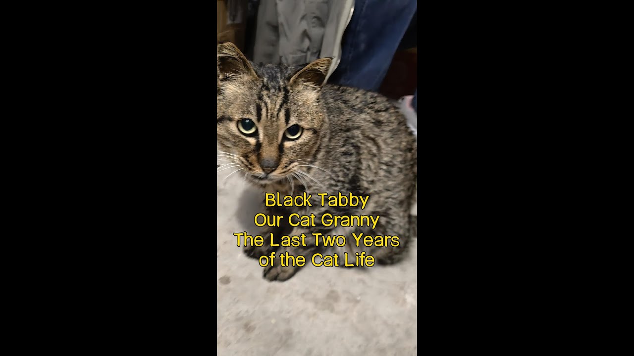A Soulful Farewell: The Meaning Behind Granny Black Tabby's Last Acts
