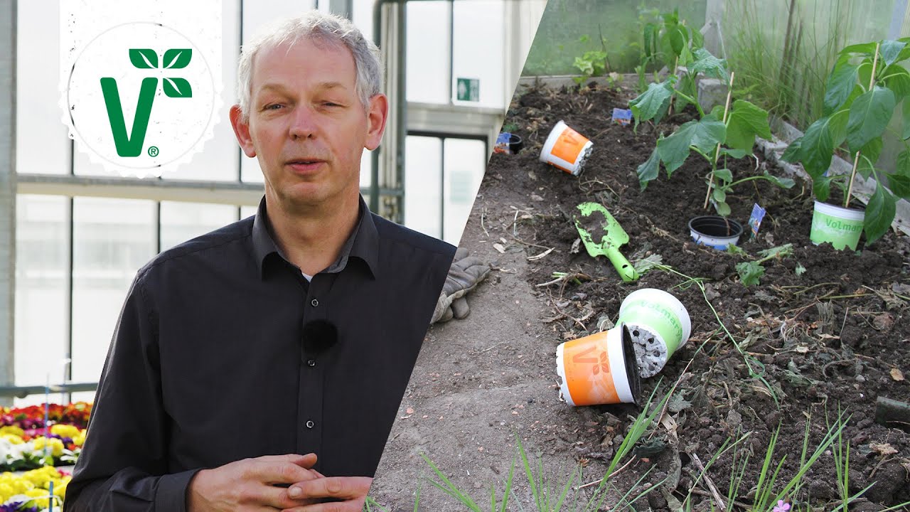 Mischkultur anlegen: Tipps & Vorteile einer Mischkultur im Gem&uuml;sebeet - Volkers Gartenwissen