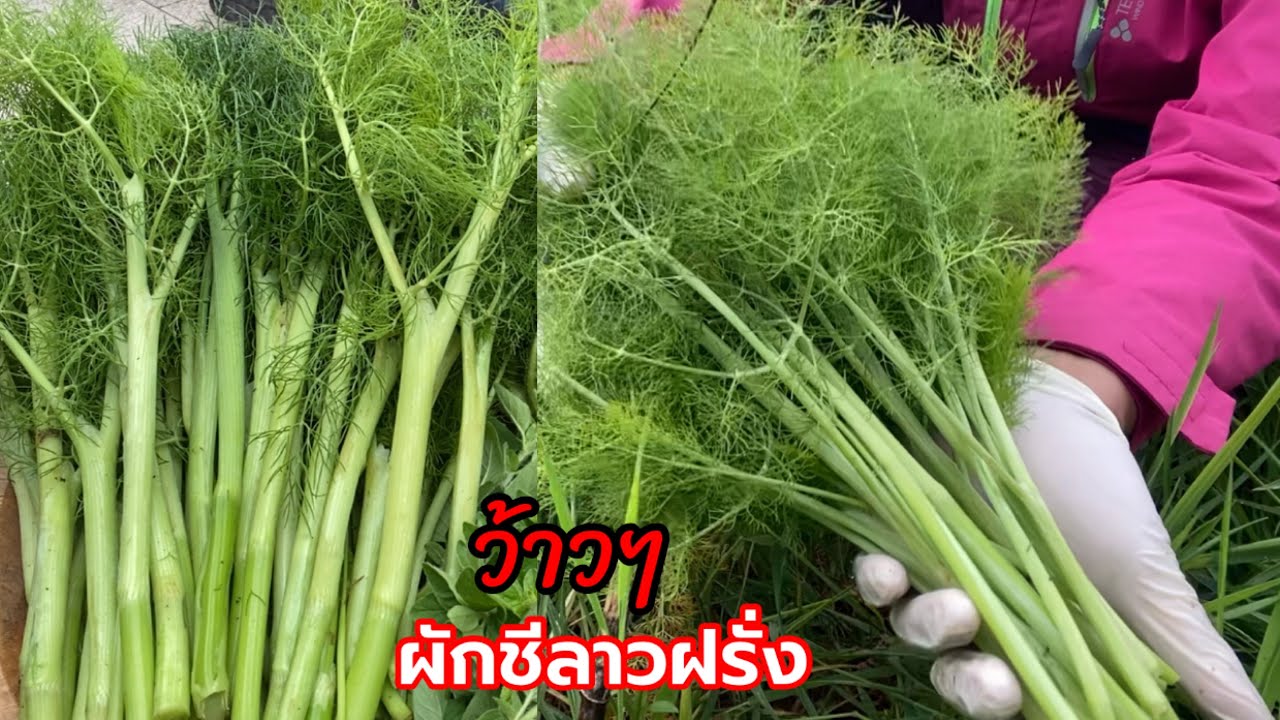 เก็บผักชีลาวฝรั่งยอดใหญ่อวบๆดีใจสุดๆตามหาแต่ปีที่แล้ว ( เยอรมันเรียกGemeine Fenchel) 18/5/2024