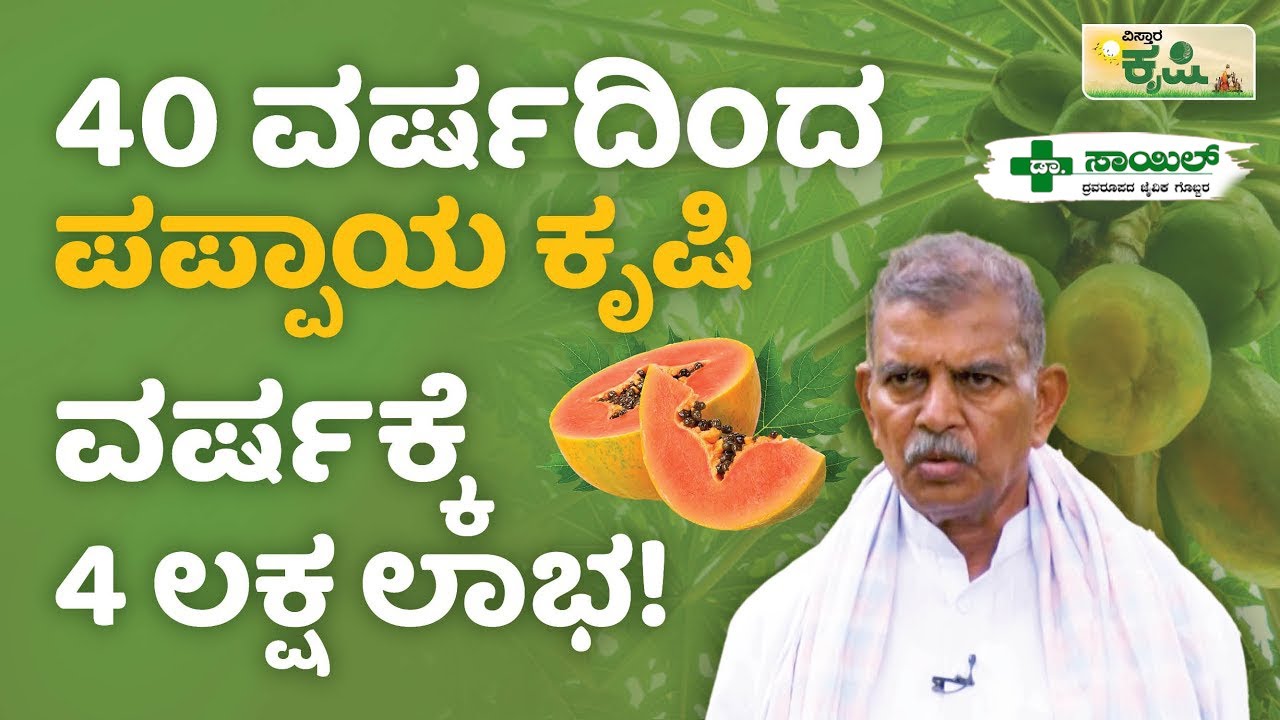 40 ವರ್ಷದಿಂದ ಪಪ್ಪಾಯ ಕೃಷಿ | ವರ್ಷಕ್ಕೆ 4 ಲಕ್ಷ ಲಾಭ! | Papaya Farming In Kannada | Vistara Krishi