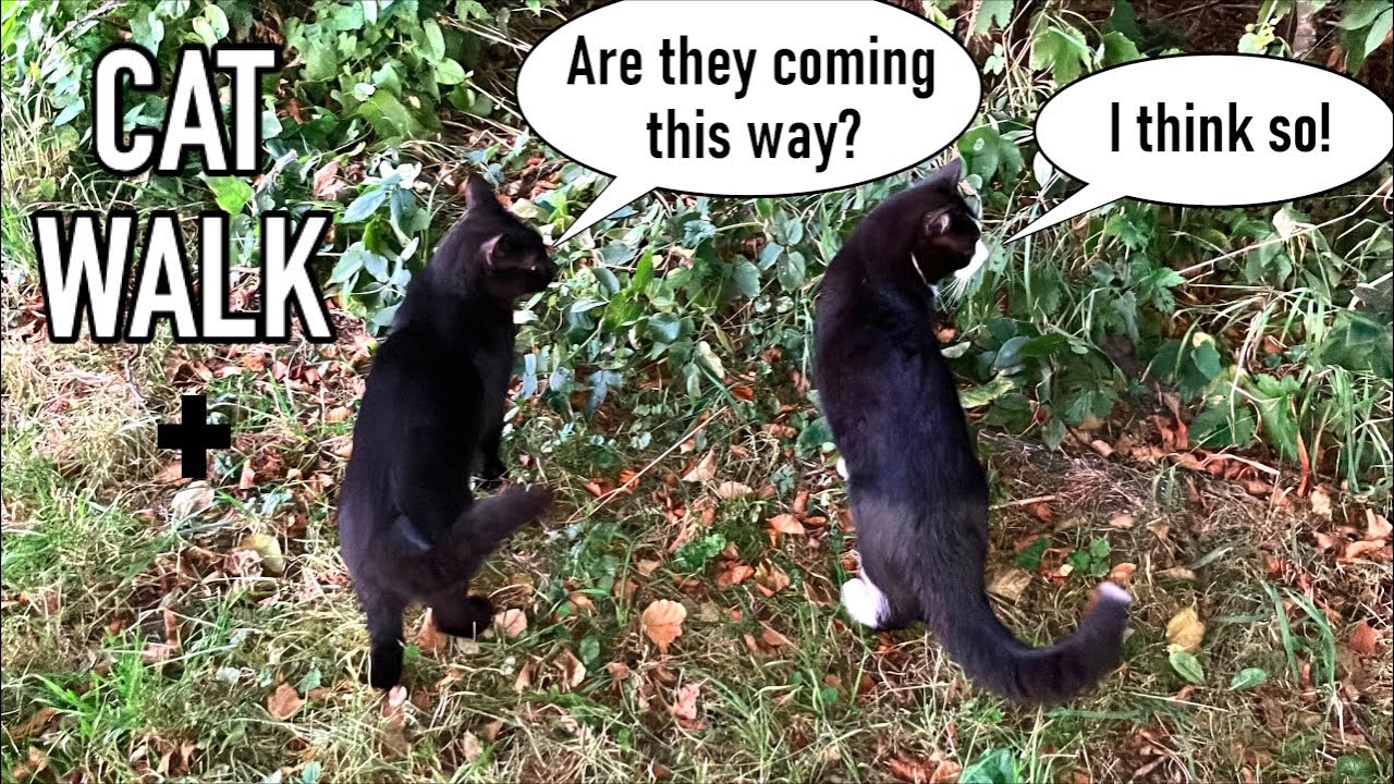 Black cat is joined by his brother for part of his walk