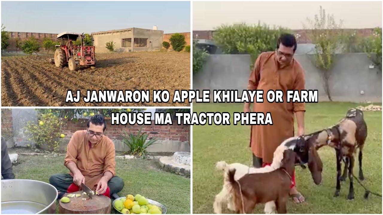 TRACTOR SE HAL KHET ME PHIRWAYA AUR PINKI BILU AUR BAQI SAB KO APPLE KHIAYE |