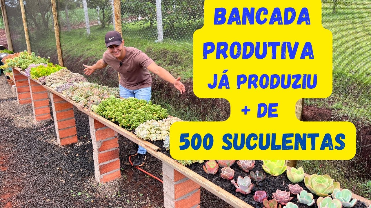 Ganhe MUITAS SUCULENTAS com essa bancada😍  SUPER DICAS da bancada inteligente