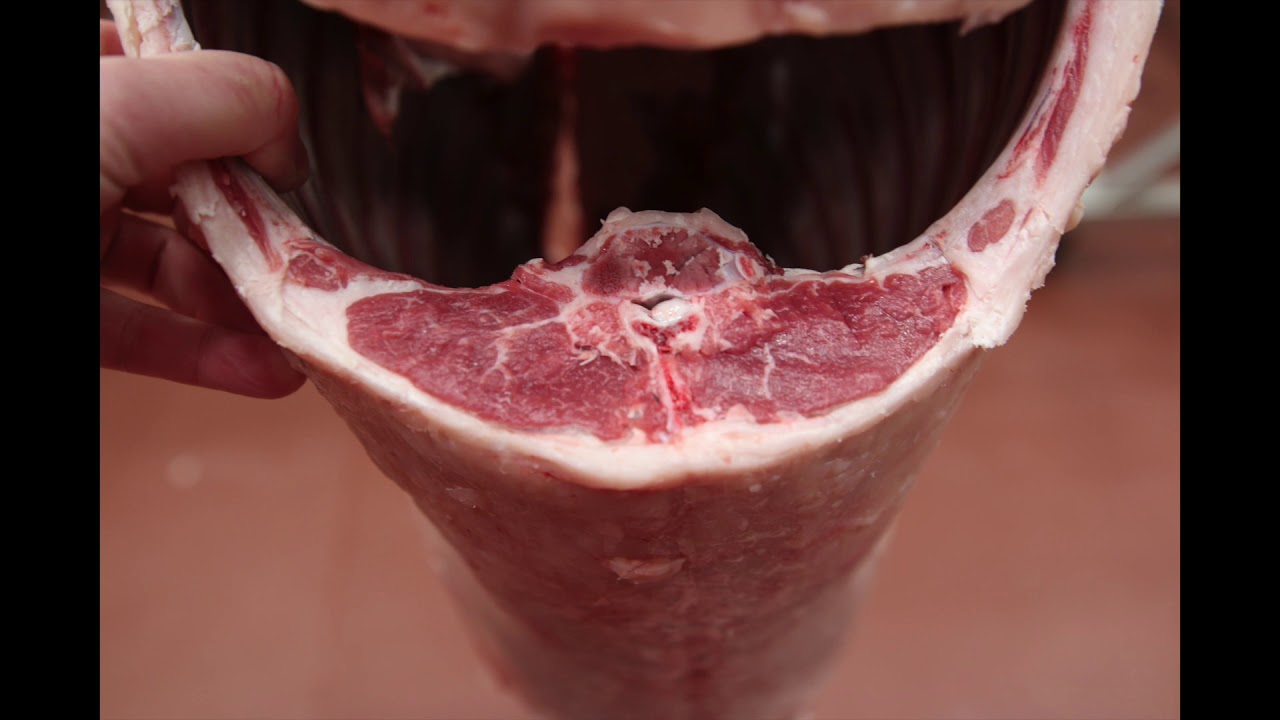 Live and Carcass Lamb Evaluation
