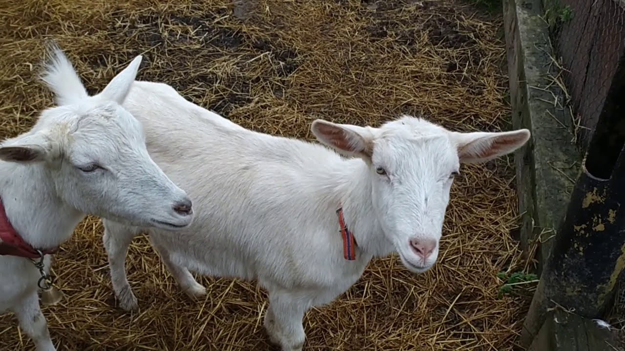 Сода для коз