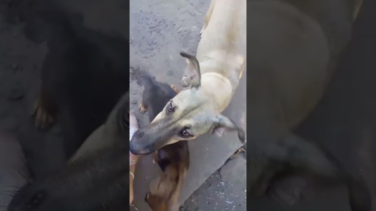 Una desicion que no quería tomar💔 adiós Nala 😭😭