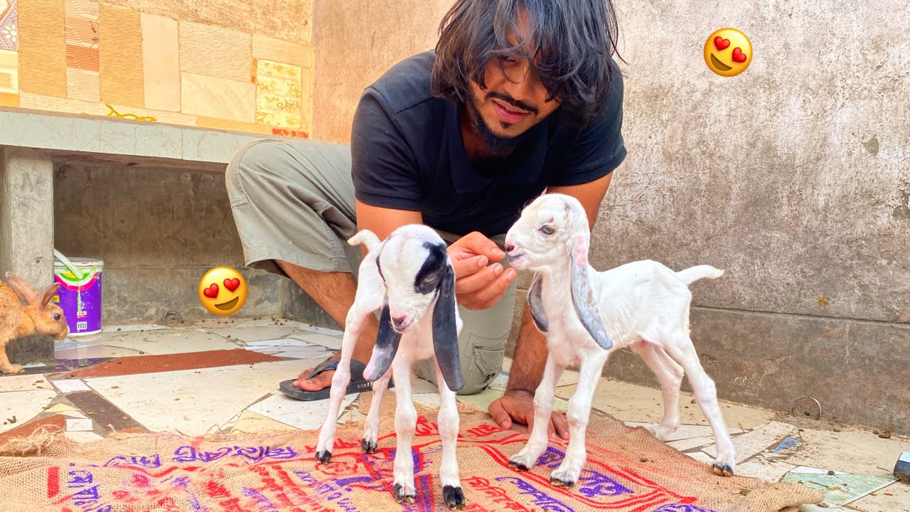 আমাদের ছাগল বাচ্চা দিয়েছে । 😍Goat Gives birth 😍